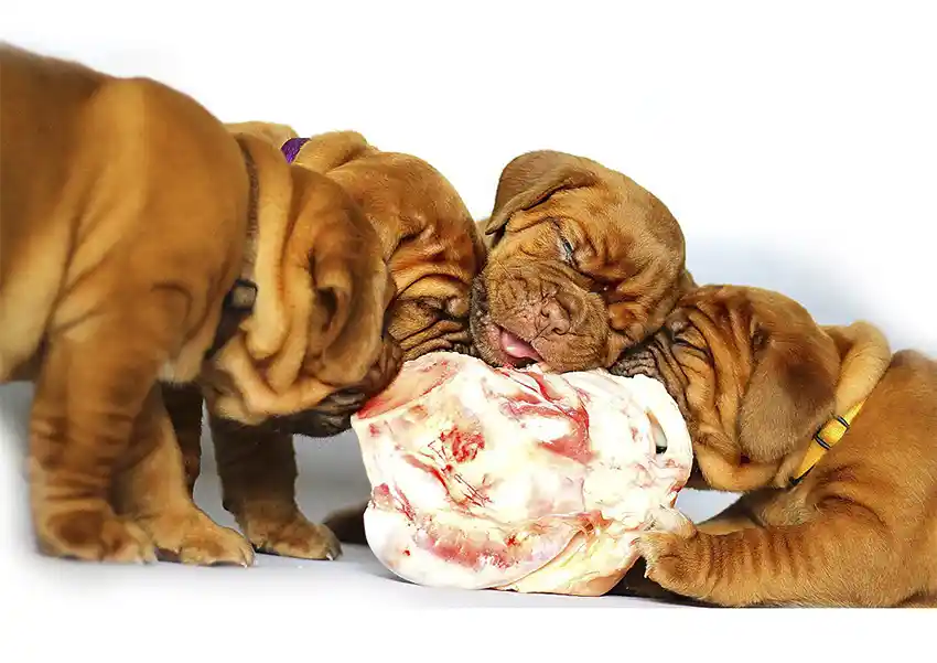 Bulldogs Feeding