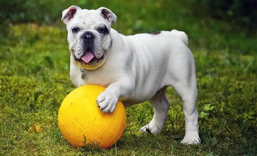 Bulldog Playing Ball