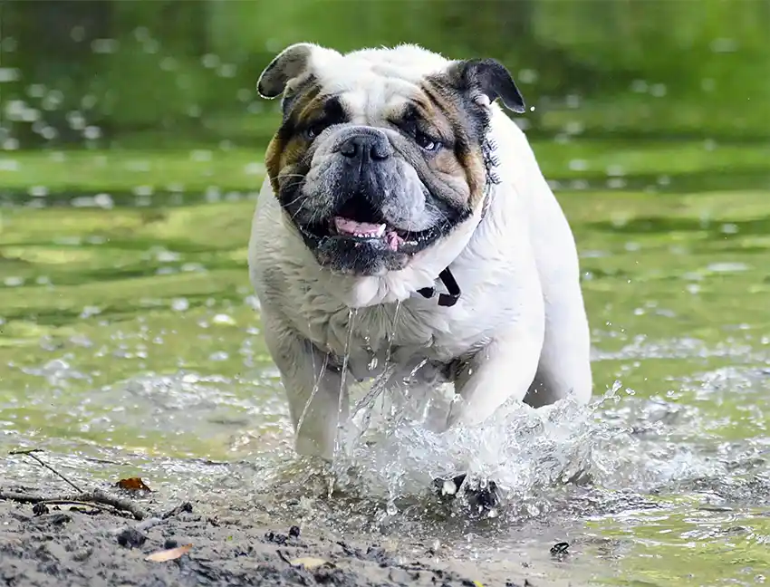 Bulldog in Water