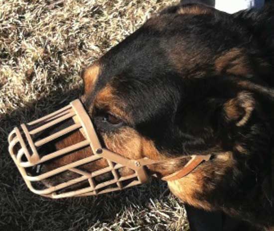 Muzzle training for your dog