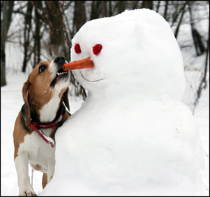 Don t let the winter chill take a bite out of your dog s dog training tips dont let the winter chill take a bite out of your dogs health