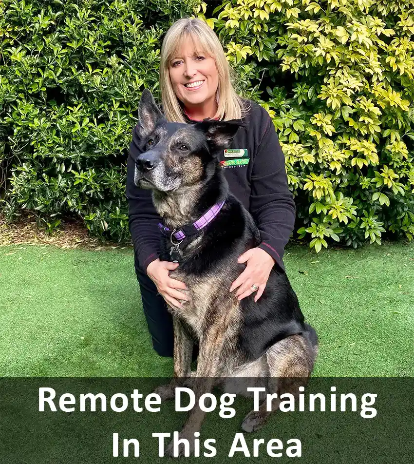 Home Dog Training Preston & Puppy Behaviour