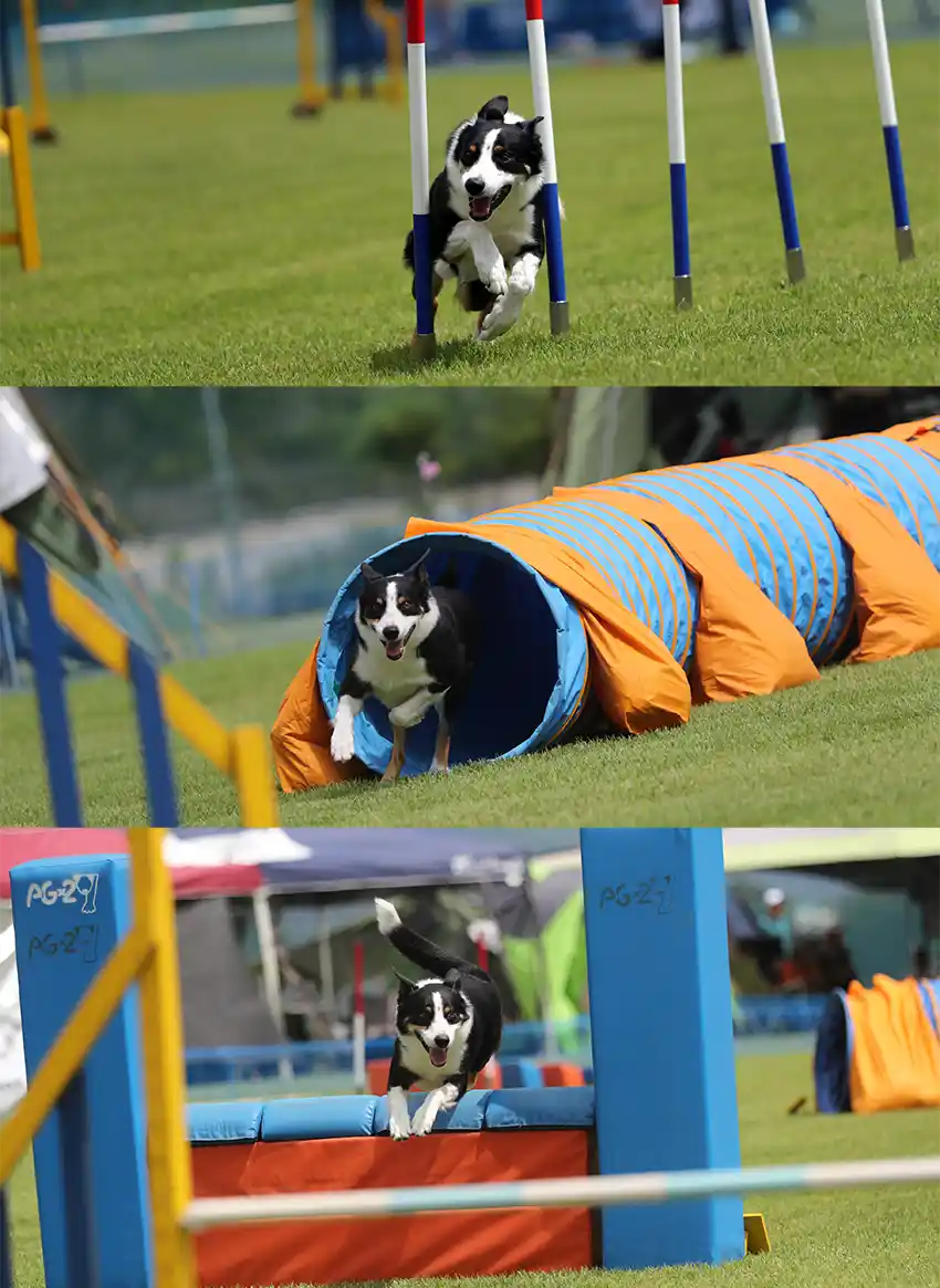 Border Collier Flyball & Agility