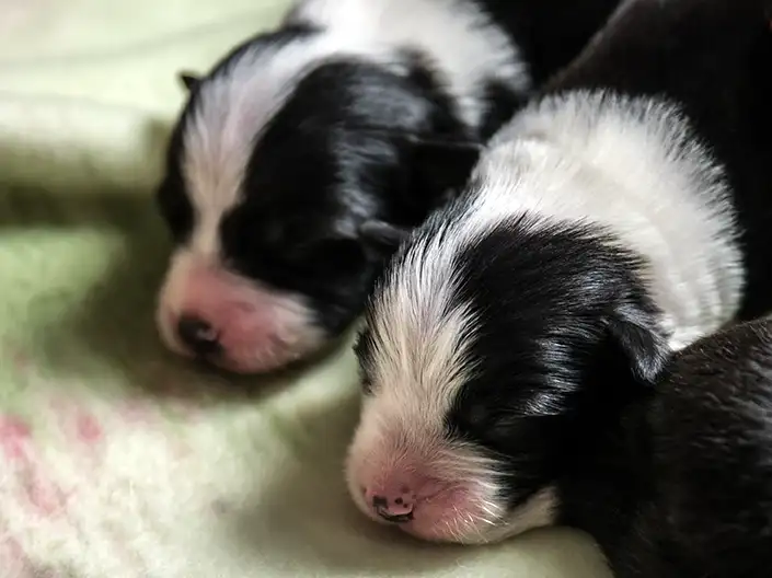 Border Collie Puppies