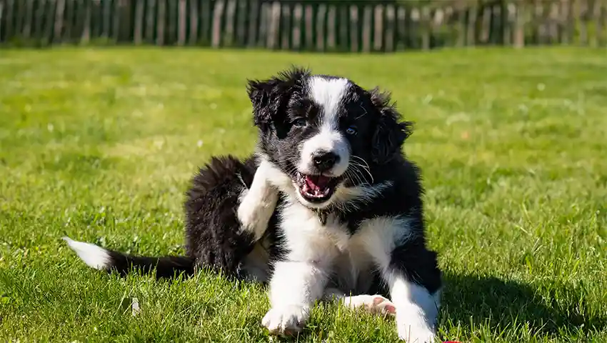 Border Collie Puppy