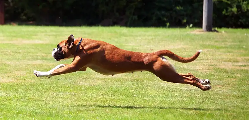 Boxer Dog Running