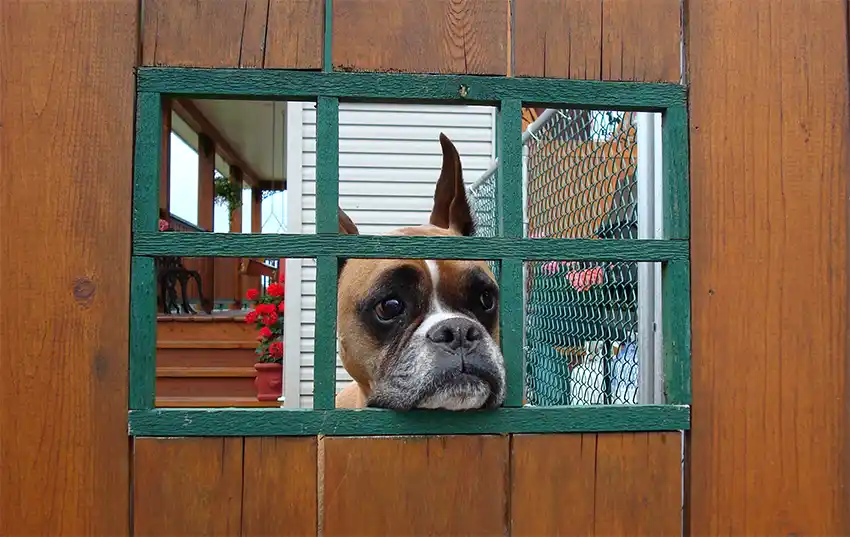 Boxer Dog Home Alone