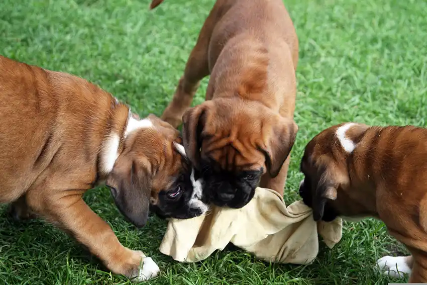 Boxer Puppy Selection