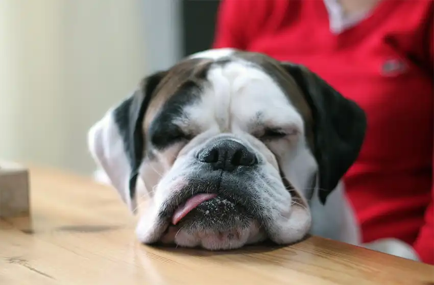 Sleepy Boxer Dog