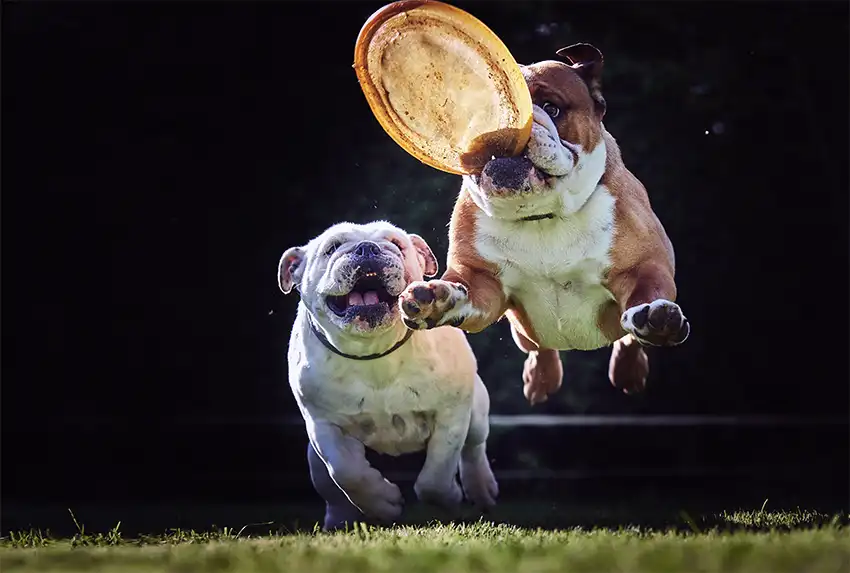 Bulldog Playing