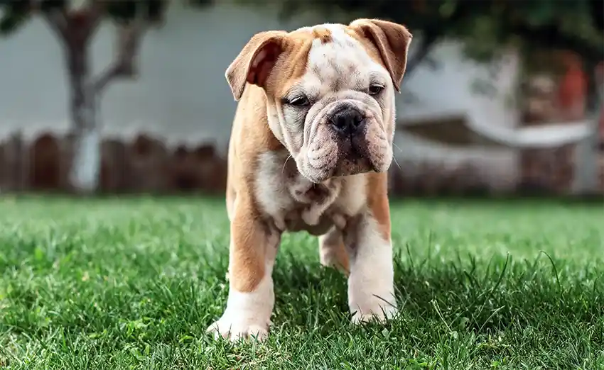 Bulldog Puppy