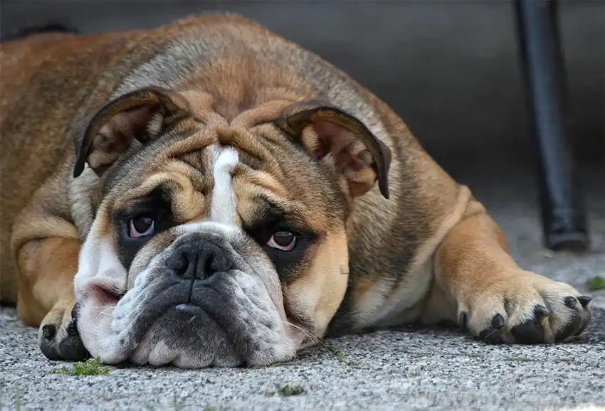 Grumpy Bulldog