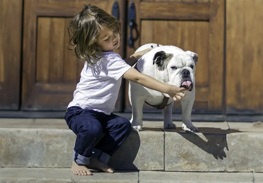 Bulldogs and Child