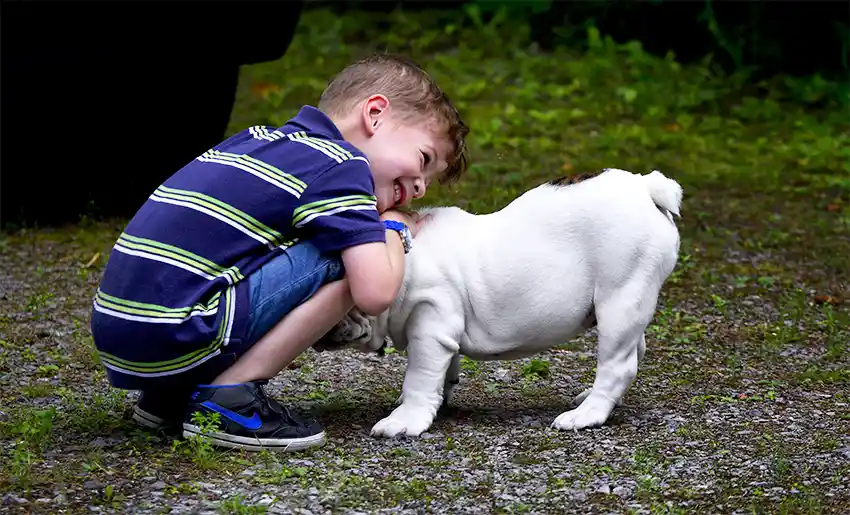 Bulldog and Children