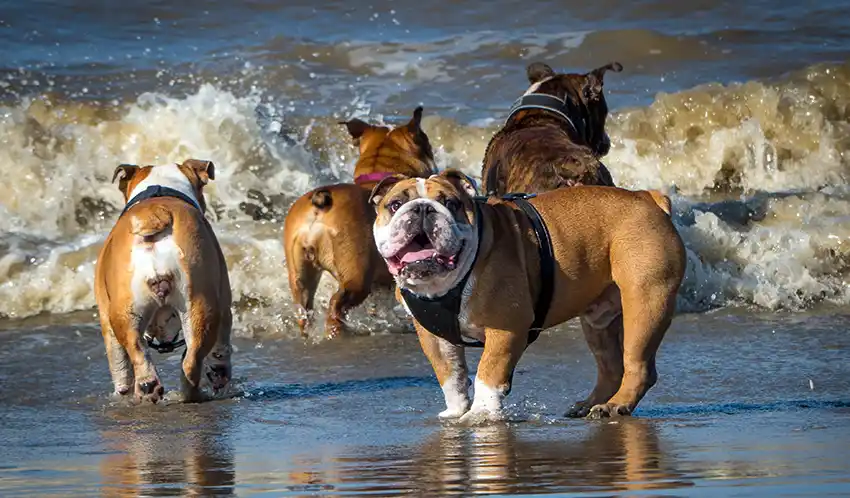 Bulldog Socialisation