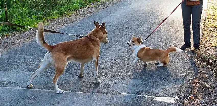 Headstrong Corgi