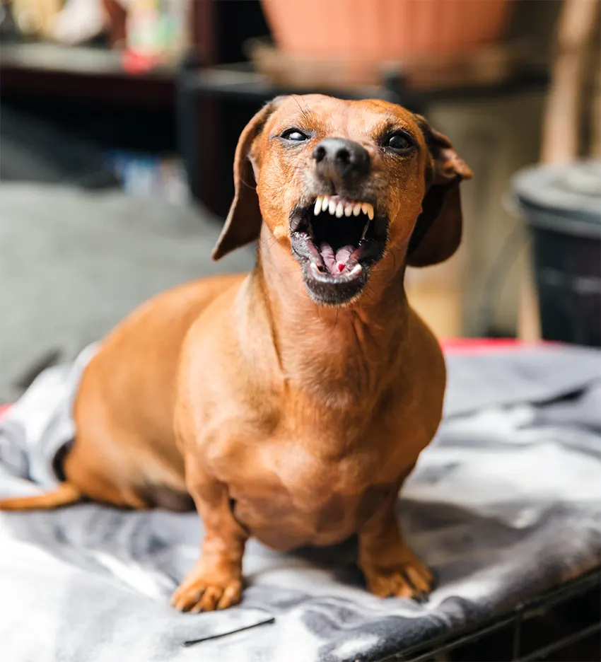 Aggressive Dachshund
