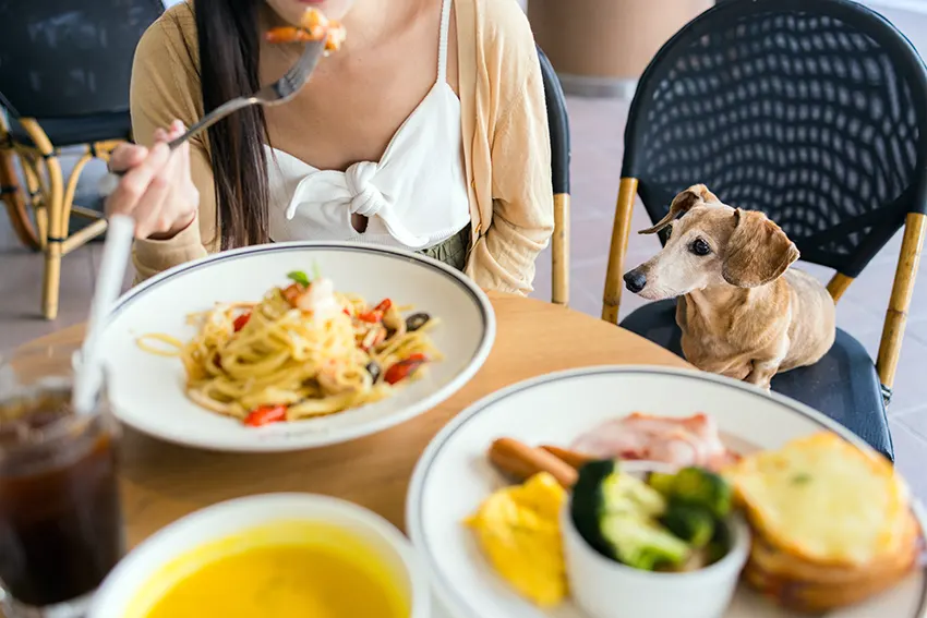 Begging Dachshund