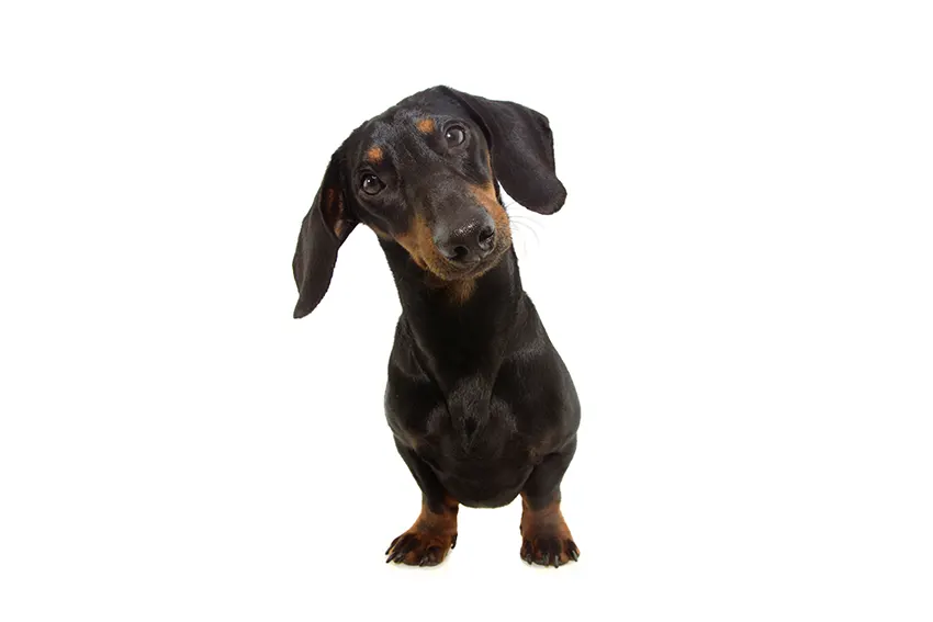 Curious Dachshund