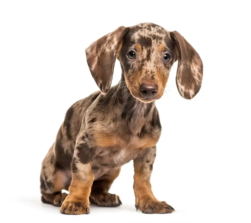 Dachshund Dapple Puppy