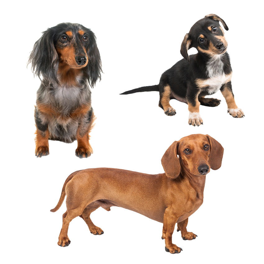 Dachshund Dog Breed