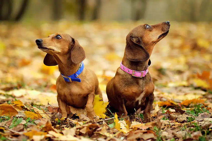 Dachshunds & Dog Parks