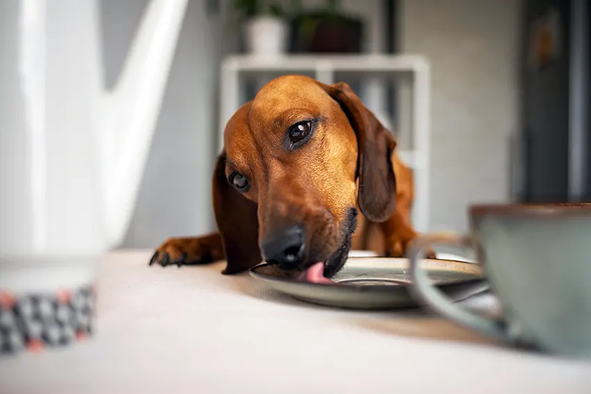 Dachshund Food