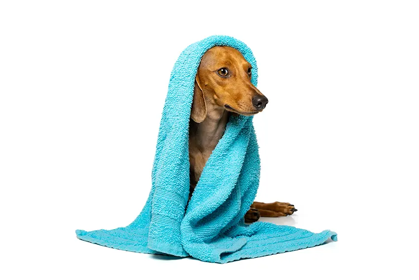 Grooming Your Dachshund