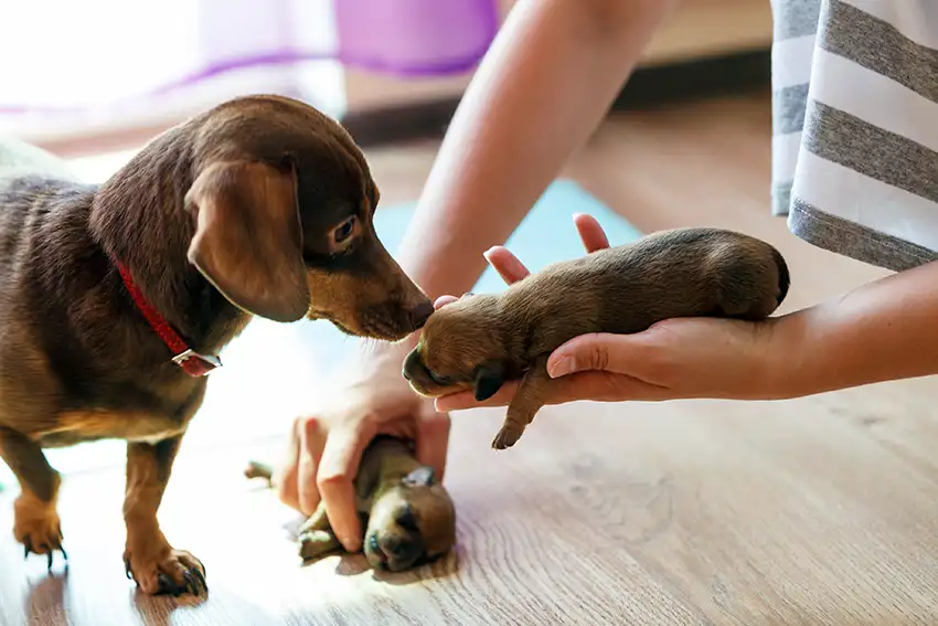 Dachshund puppies