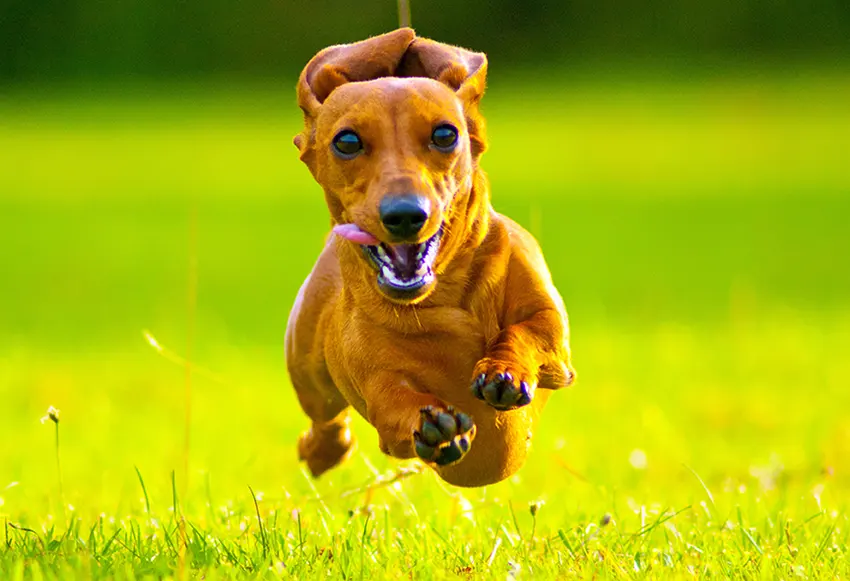 Dachshund Running