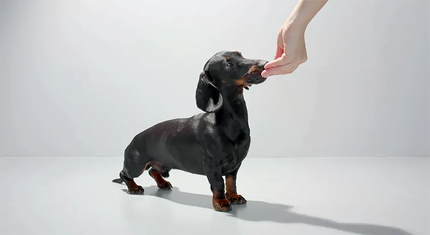 Dachshund Dog Training