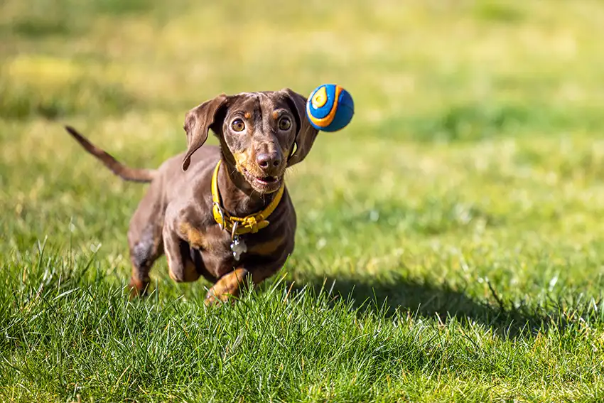 Dachshund playing with ball