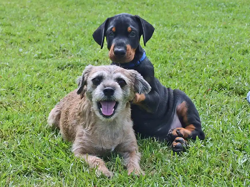 Dobermans & Dog Parks