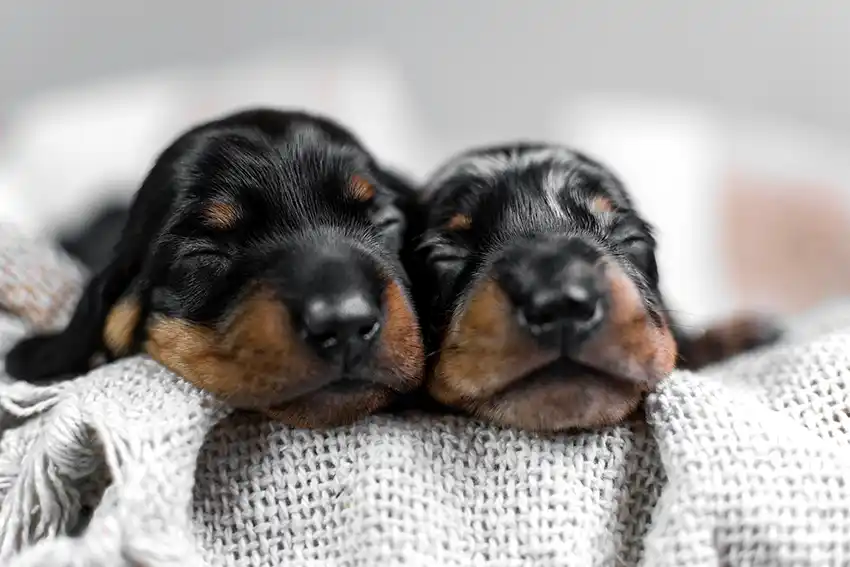 Doberman Puppy