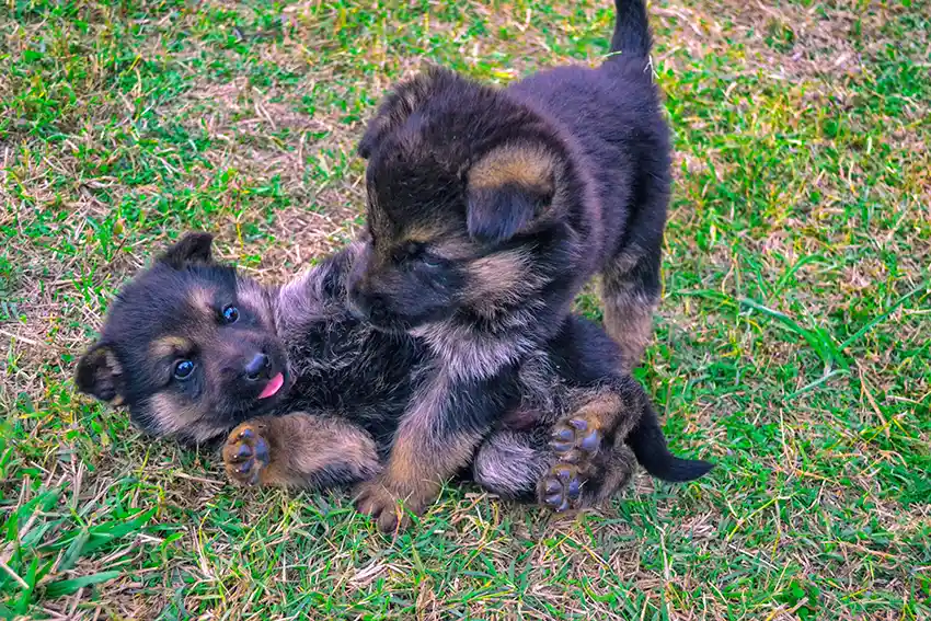 German Shepherd Puppy