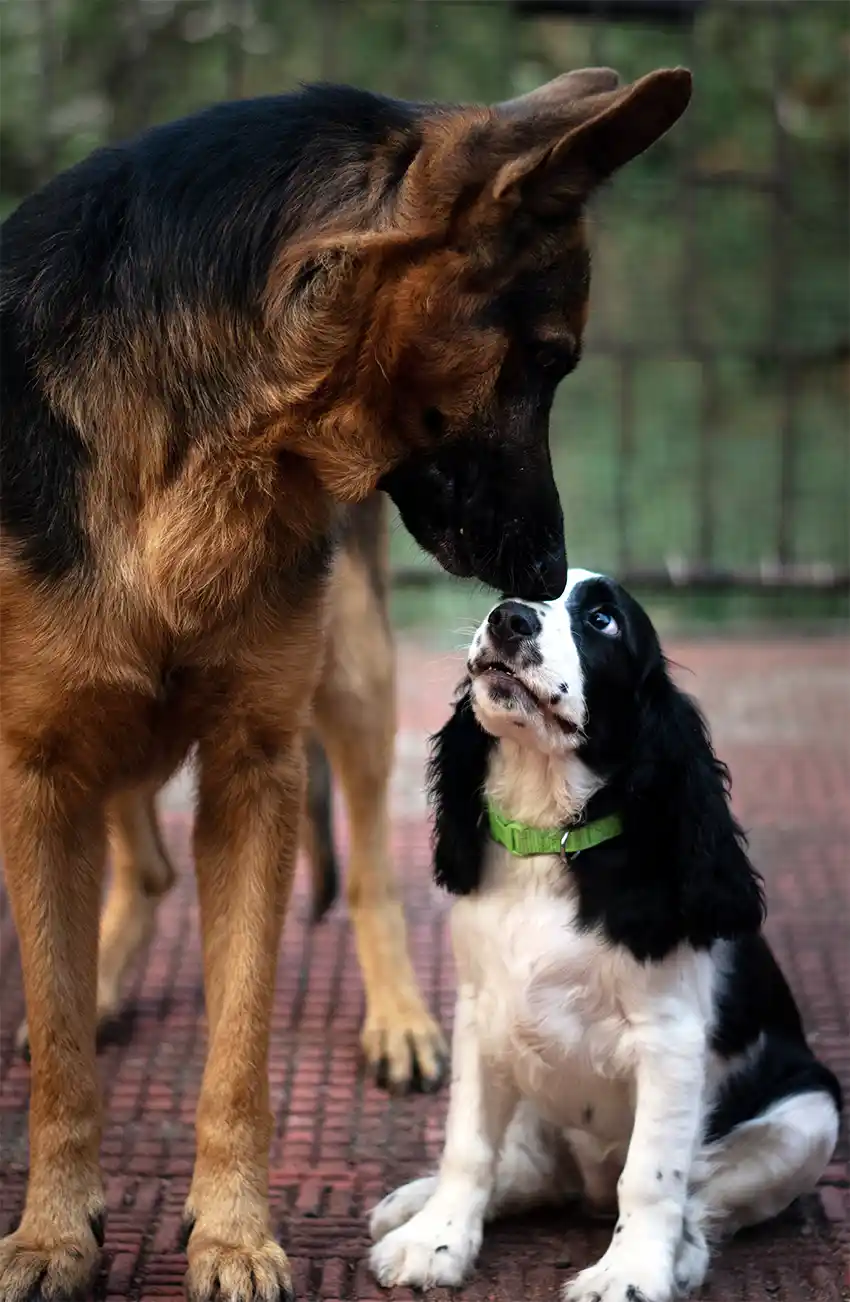 German Shepherd Socialisation