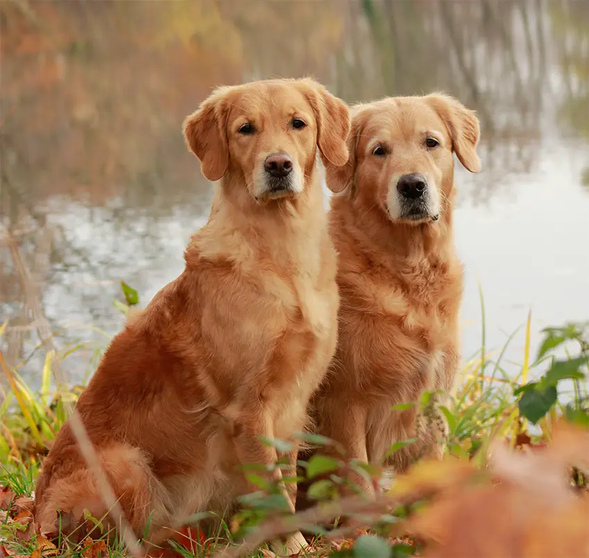 Golden Retriever Dogs