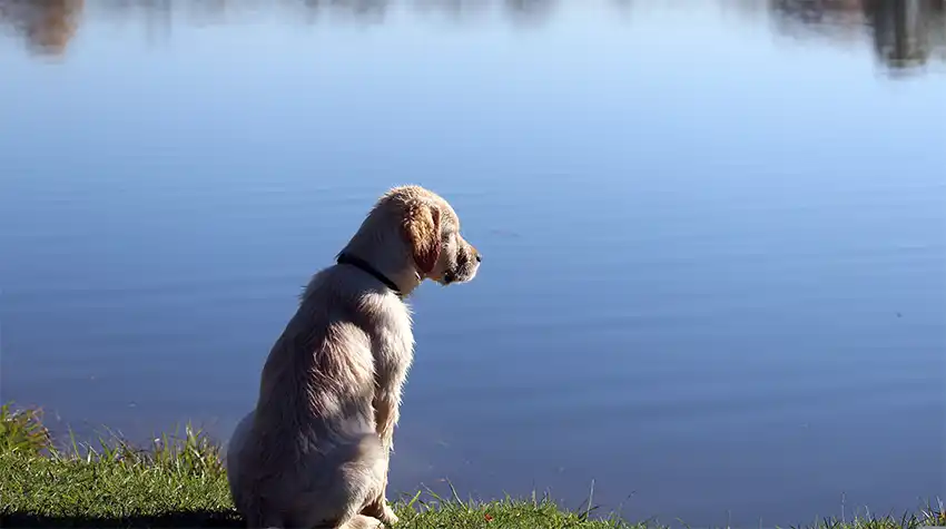 Golden Retriever Water Safety