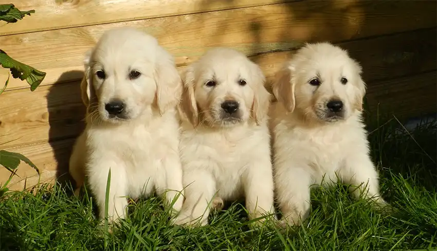 Golden Retriever Puppy