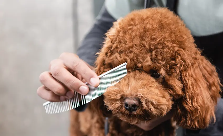 Grooming a Labradoodle