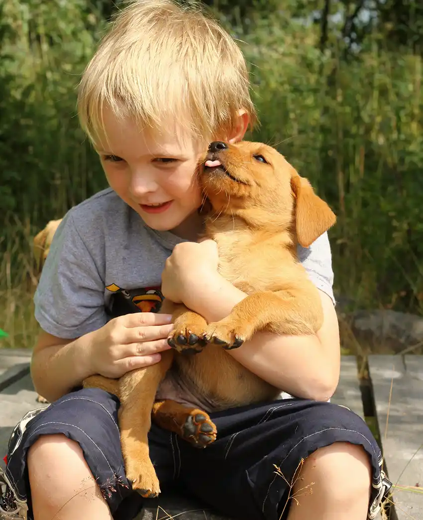 Labrador and Children