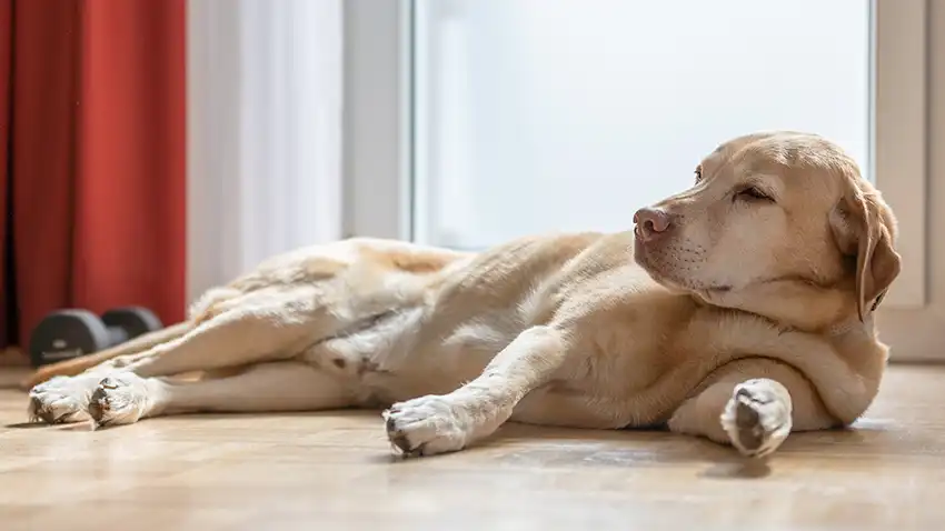 Labrador Safe Place