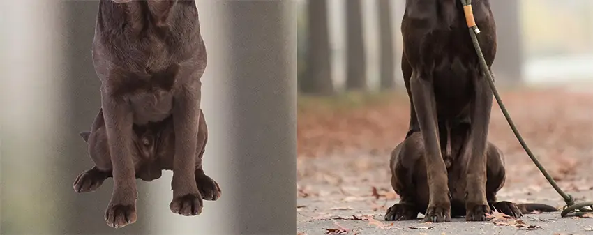 Leggy Labrador