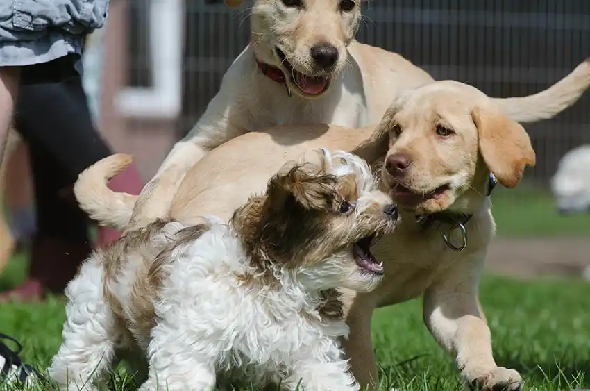 Labrador Puppy Play