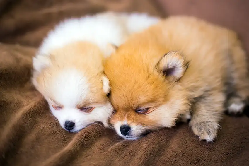 Pomeranian Puppy