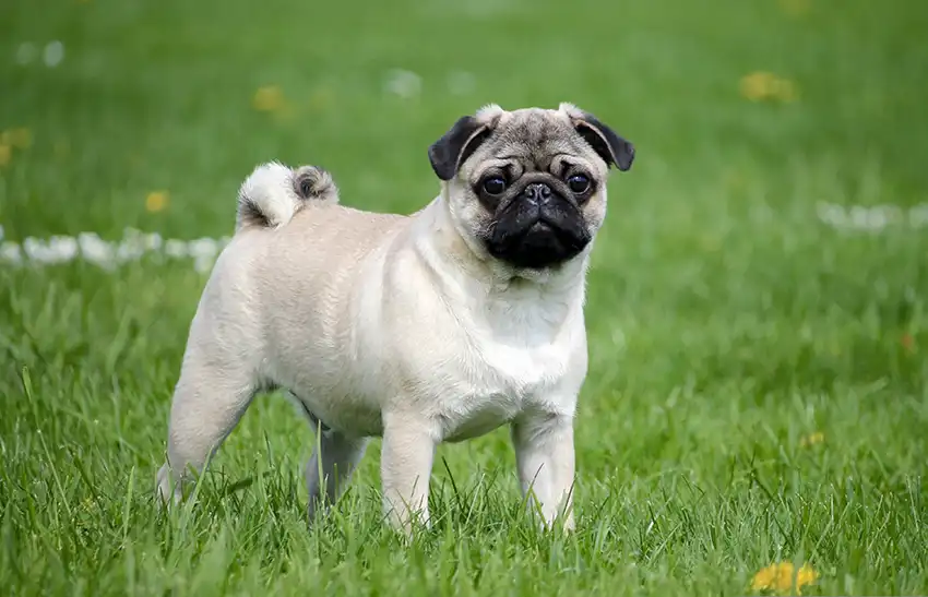 Pug Dog Feeding