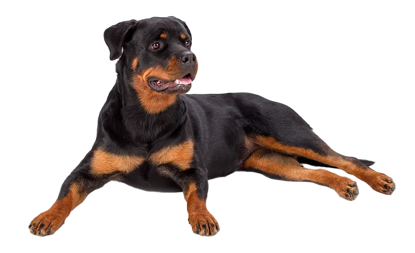 Rottweiler Behaviour Problems
