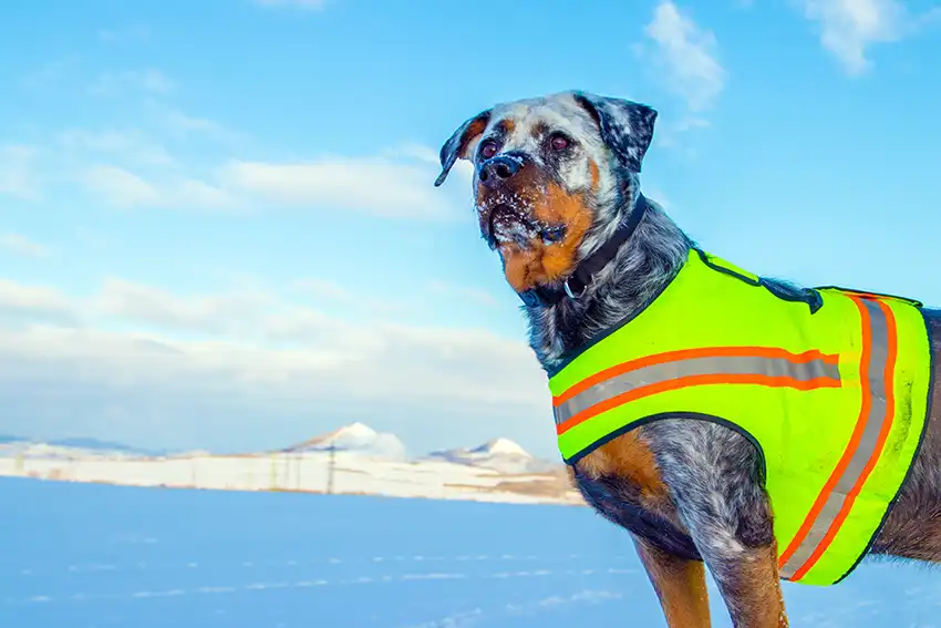 Rottweiler Dog Working