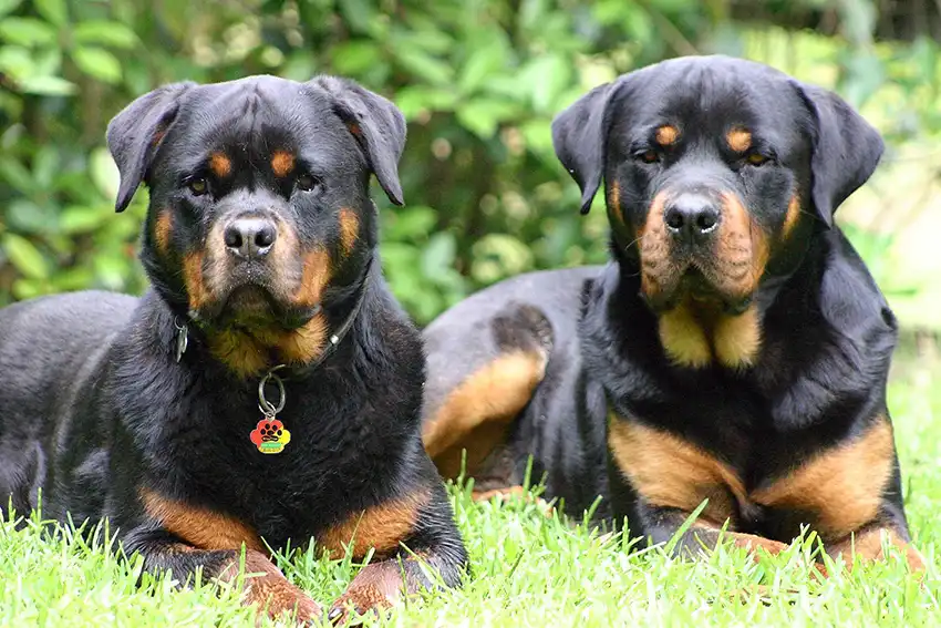 Rottweiler Dog Breed Tips Information Bark Busters Rottweiler Dog Breed Tips Information Bark Busters