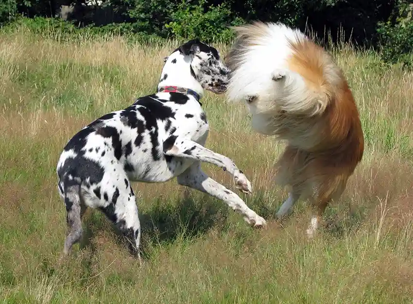 Rough Collies & Dog Parks